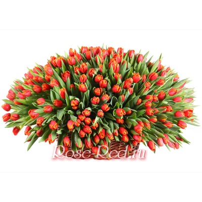 Большая корзина красных тюльпанов